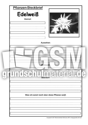 Pflanzensteckbrief-Edelweiß-SW.pdf